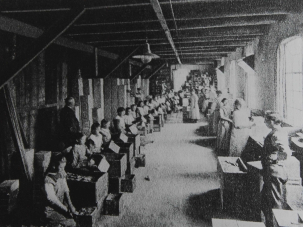 1911 Koekjes- en biscuitfabriek Branbergen, inpakafdeling brood